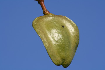 Capsula di Jacaranda