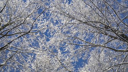 Winterwald