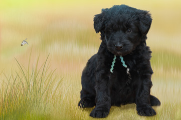 Puppy/Photo Puppy of giant Schnauzer in the background of the lawn