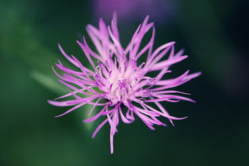 Spiky purple flower