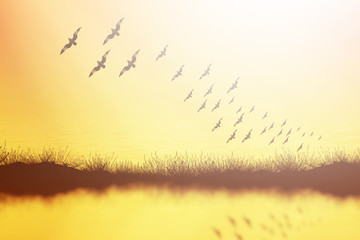 Grass silhouettes background sunset.