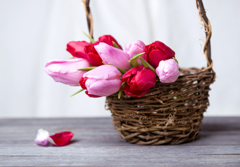 Fototapeta na wymiar beautiful fresh tulips