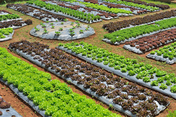 Rows of assorted vegetables in agricultural plantation