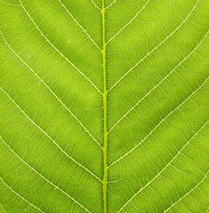 Texture of green leaf