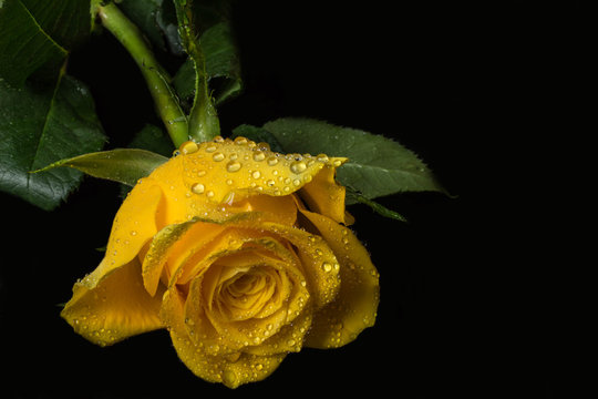 Yellow rose with water droplets right - black background