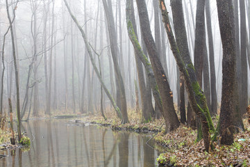 Misty grove