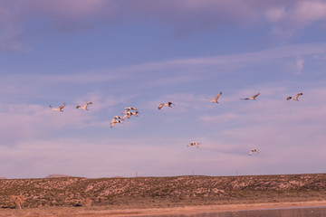 Sandhill Cranes in Flight