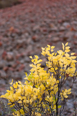 Yellow leaves of a tree