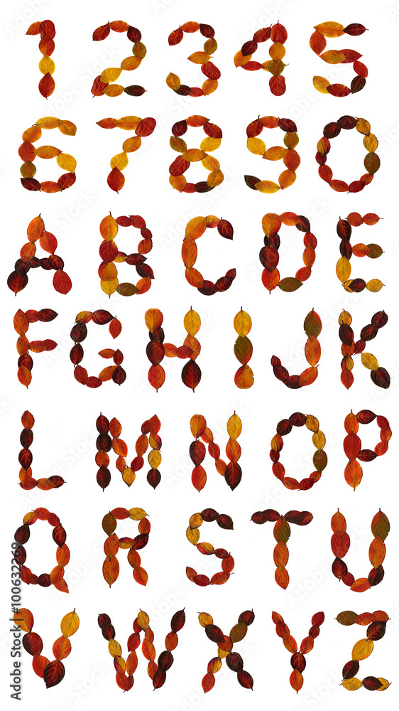 Fototapete autumn leaves alphabet and digits isolated on white background. the letters are made of multi-colore