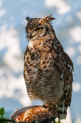 owl