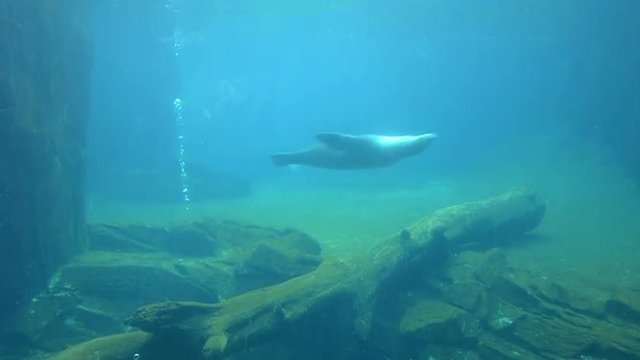 California sea lion (Zalophus californianus) swim glide underwater. As they are very intelligent animals the United States Navy trained sea lions for underwater military operations.