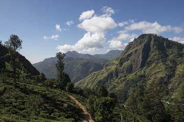 Naklejka premium Paisaje de montañas verdes con picos en Ella, Sri Lanka. 