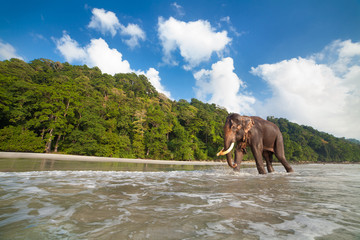 Fototapeta premium Walking elephant on the tropical beach background.