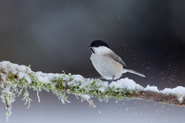Marsh tit (Parus palustris)