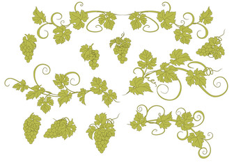 Design elements with bunches of grapes and vines in vintage style.