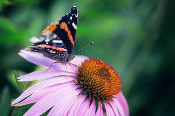 Red Admiral butterfly
