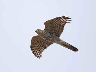 Eurasian sparrowhawk (Accipiter nisus)