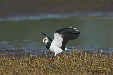 Northern Lapwing (Vanellus vanellus)