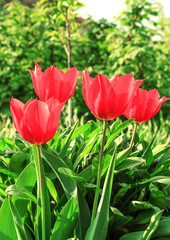 Beautiful red tulips