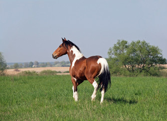 Pinto horse trotting on to the green meadow
