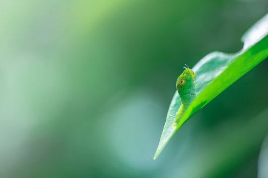caterpillar on green leaf