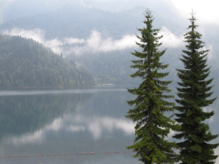 Pine trees near a mountain lake
