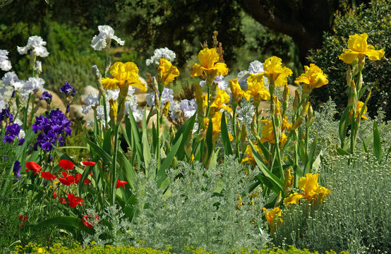 Iris jaunes, blancs et bleus au printemps en Corse