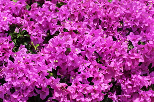 Pink Tropical Flowers