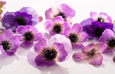 Floral background with beautiful violets flowers use as greeting card