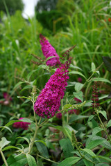 Buddleja davidii Miss Ruby