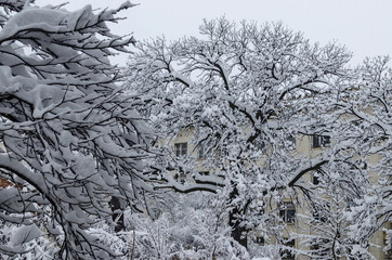All white under snow, winter landscape at trees covered with heavy snow, Sofia, Bulgaria