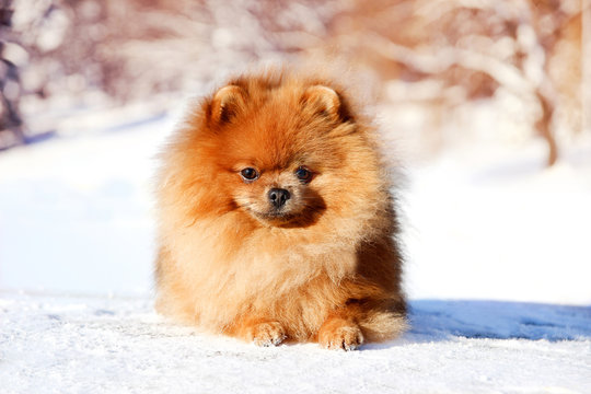Beautiful dog in winter park. Pomeranian dog outdoor. Groomed dog. Winter 