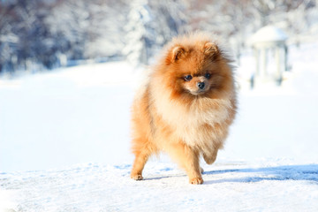 Beautiful dog in winter park. Pomeranian dog outdoor. Groomed dog. Winter 