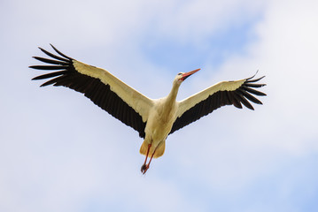 Fototapeta na wymiar Flying white stork