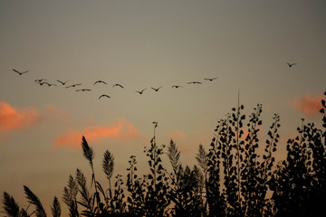 stormo in volo al tramonto