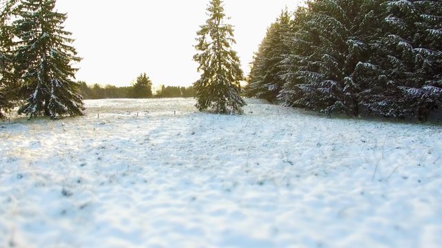 Aerial 4K - Ultra HD: Birds eye view on beautiful silent forrest landscape in snow winter with sun light and awesome lens flares.