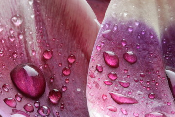 Krople wody na płatku tulipana