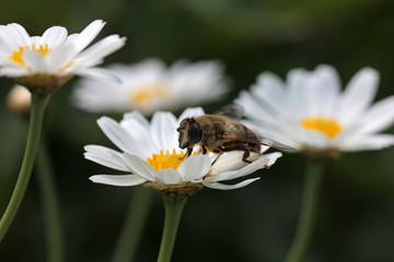 Mistbiene auf Margerite