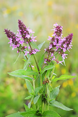 Чистец болотный (Stachys palustris)