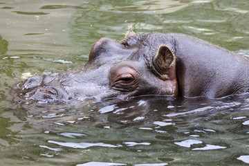 Hippopotamus (Hippopotamus amphibius)