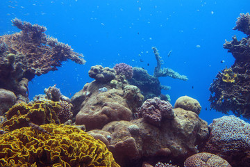 Underwater corals and Red Sea fish