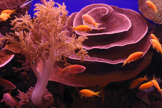 Underwater corals and Red Sea fish