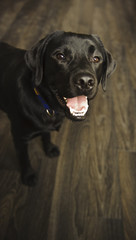 Black Labrador Retriever standing on a dark wood floor