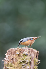 Eurasian nuthatch