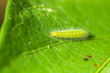 close-up soft focus worm nature on green leaf background