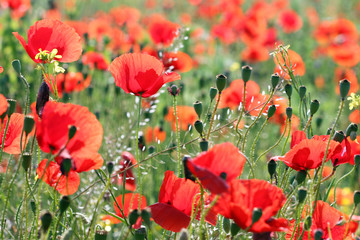 poppies flower field nature background spring