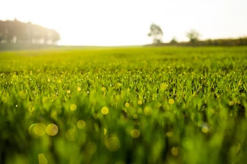 Foto auf Acrylglas Frühling Fresh spring grass with drops on natural defocused light green background.