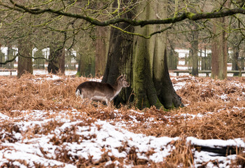 Deer sheltering in woods at Dunham Massey woodland after recent snowfall. Cheshire, UK