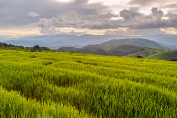 Green Terraced Rice Field in Pa Pong Pieng , Mae Chaem, Chiang Mai, Thailand