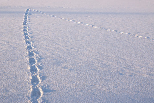 Animal tracks in the snow, change plans.